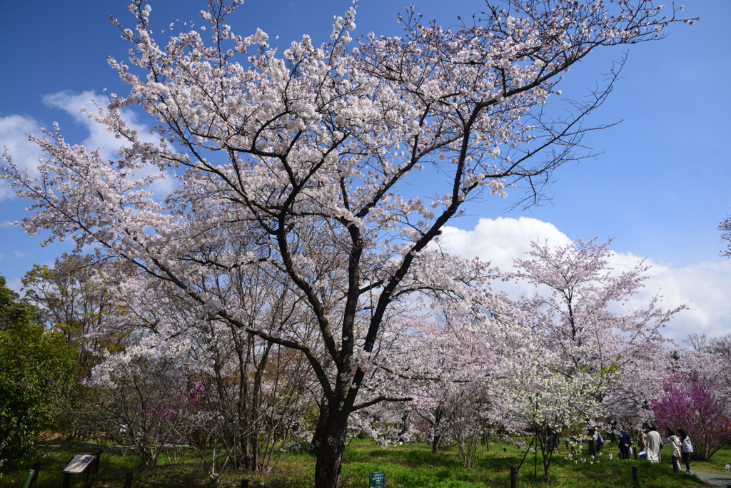 200402a京都植物園64