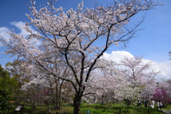 200402a京都植物園64