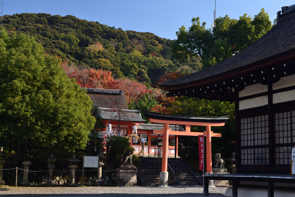 211126e宇治神社25