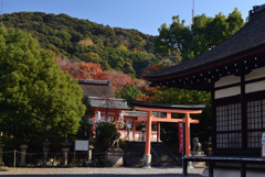 211126e宇治神社25