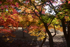 241210d奈良公園12