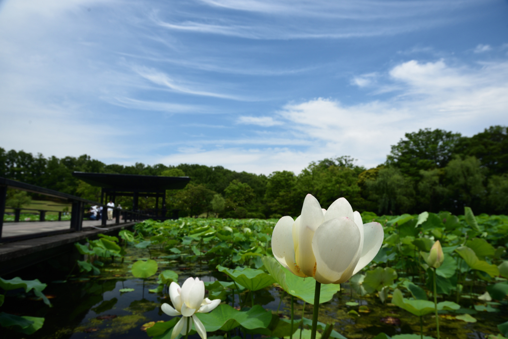 200615万博公園45