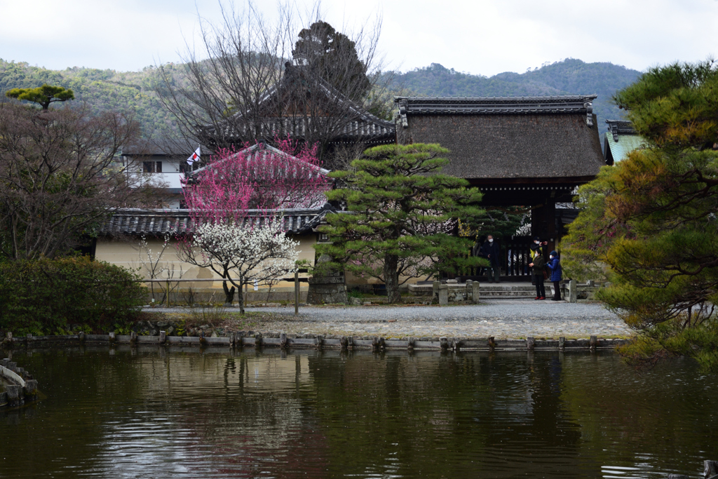 210223a梅宮大社12