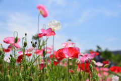 190512a長居植物園08