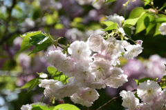 210408a京都植物園18