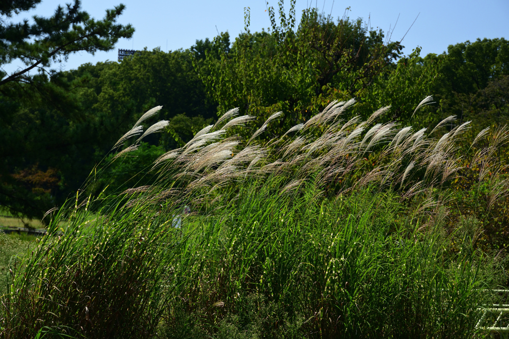 210925長居植物園24