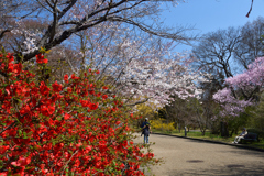 260327a京都植物園29