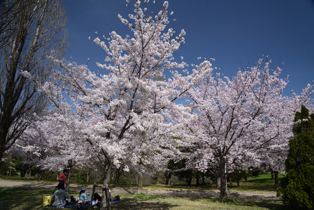 210331a山田池公園01