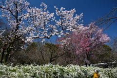 260327a京都植物園10