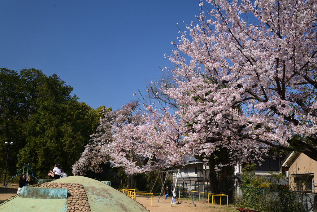 230331e勝山公園10