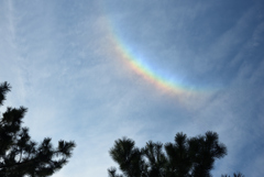 200116c京都御苑10 200116c京都御苑10