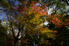 221208b下鴨神社26