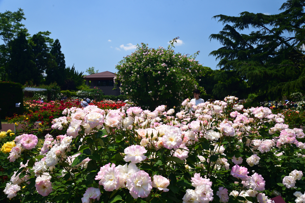 220518京都植物園40Matilda