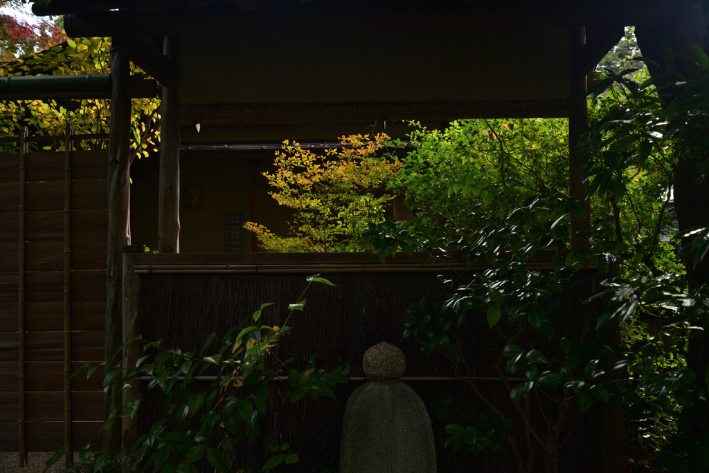 211114d円山公園36