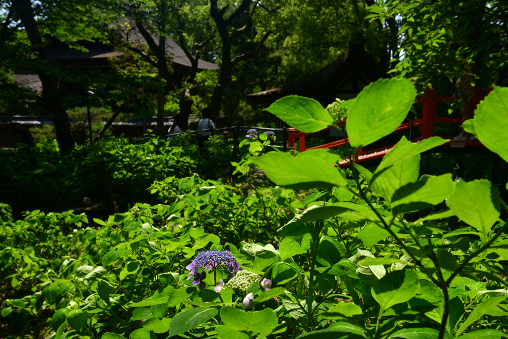 240613b藤森神社28