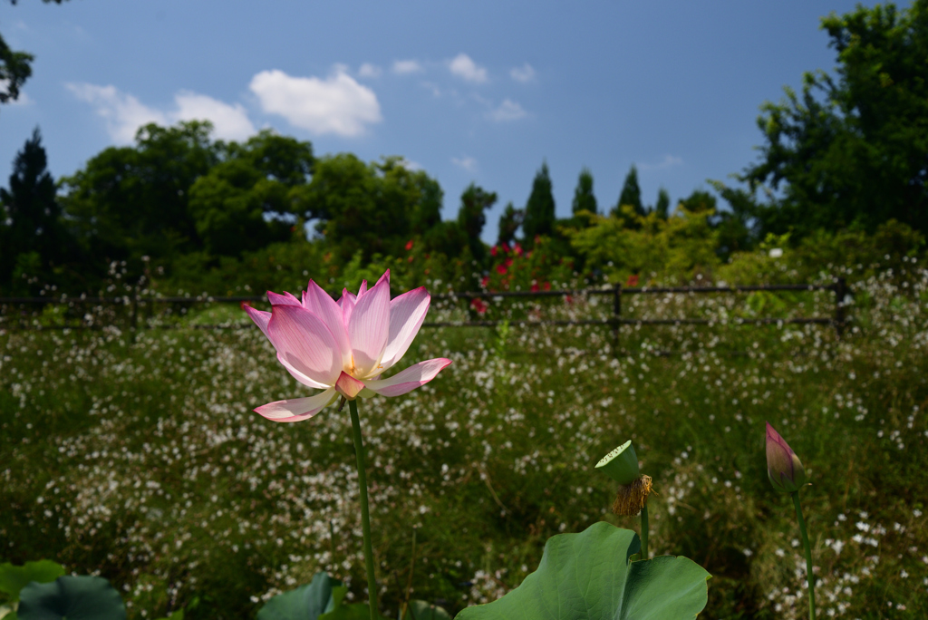 220725京都植物園41
