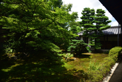 190707a建仁寺33西来院