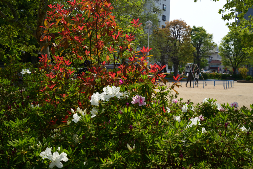 220419c天神公園17