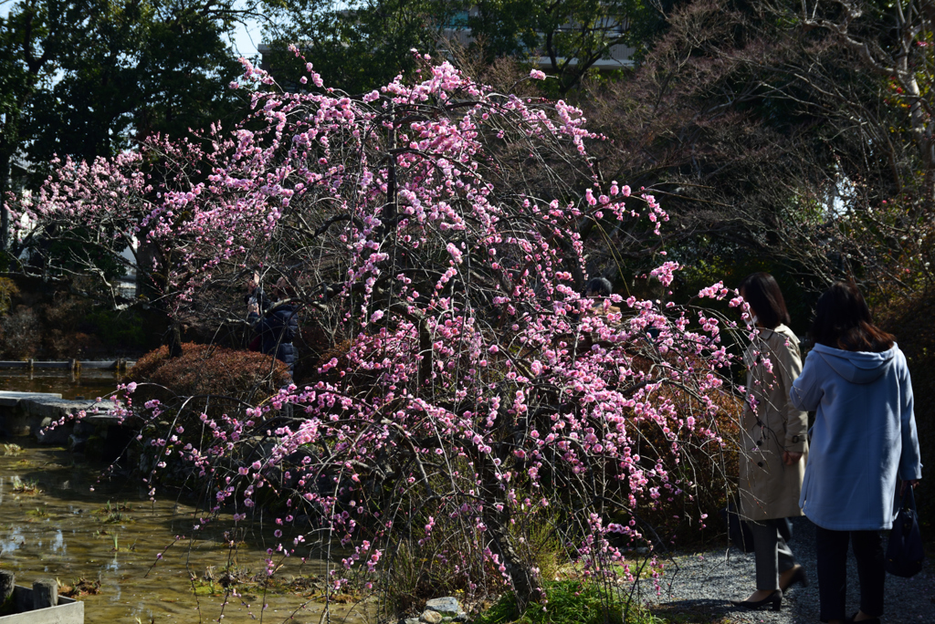 190305a梅宮大社13