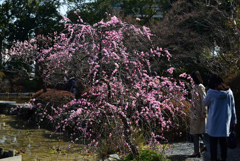 190305a梅宮大社13