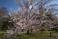 210323b京都植物園21