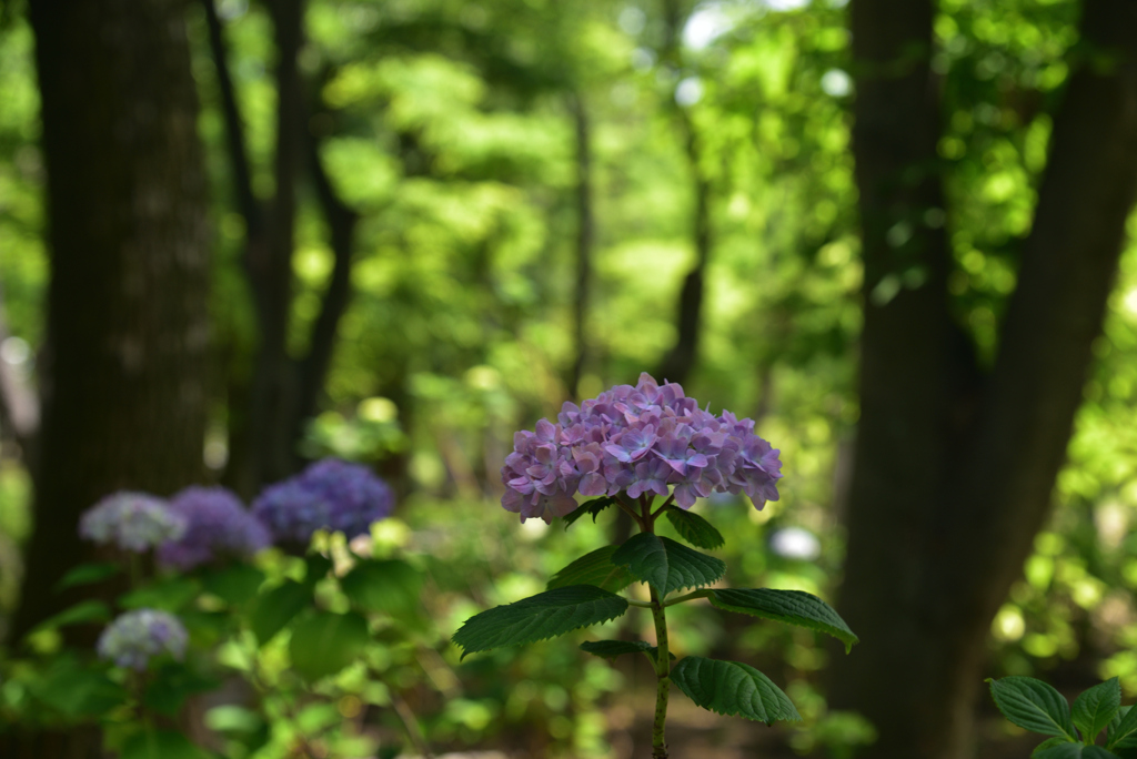 200602b長居植物園24