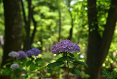 200602b長居植物園24