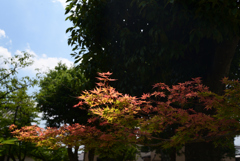 210729d西大寺47