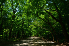 250513下鴨神社06