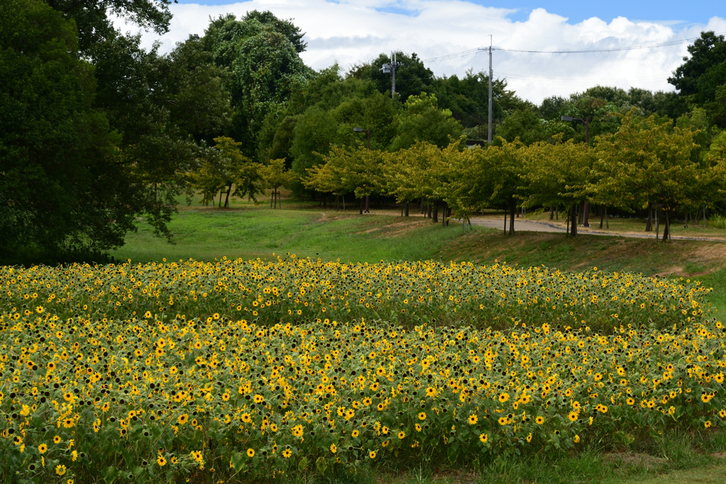 230811馬見丘陵公園40