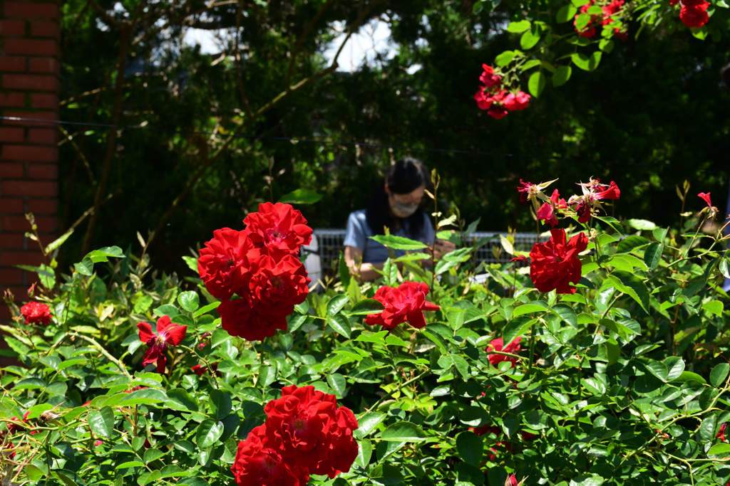 210601京都植物園49