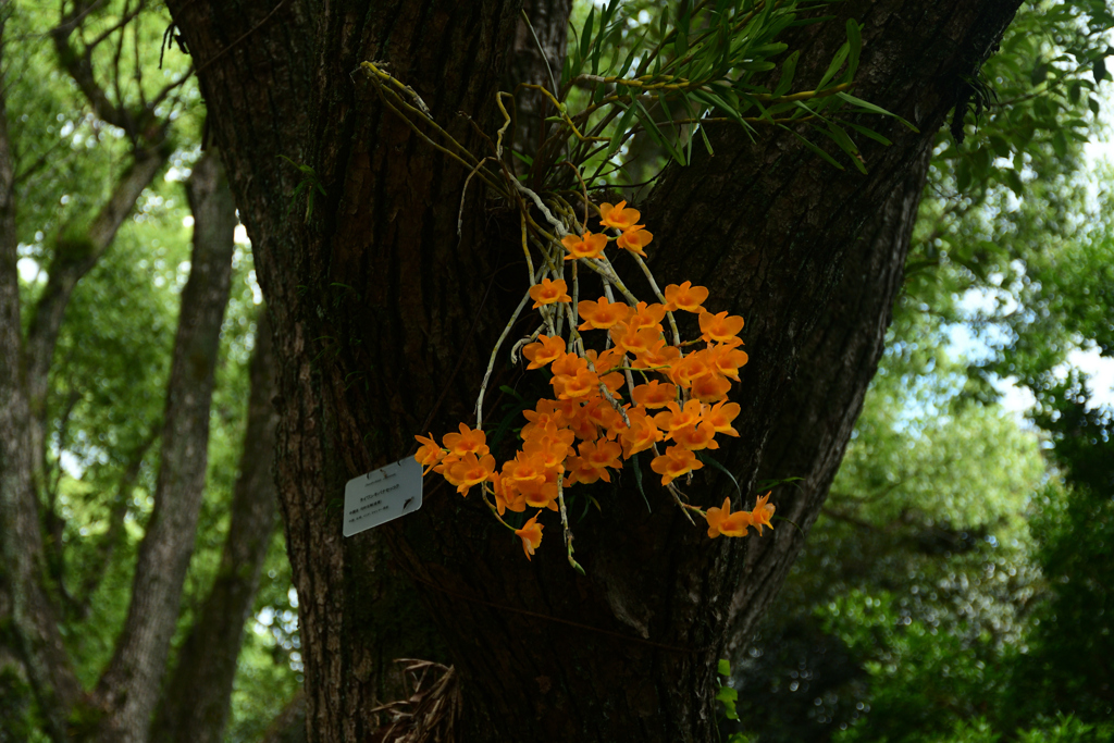 250617京都植物園02