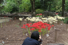 201003京都植物園40