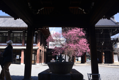 250314c興正寺10
