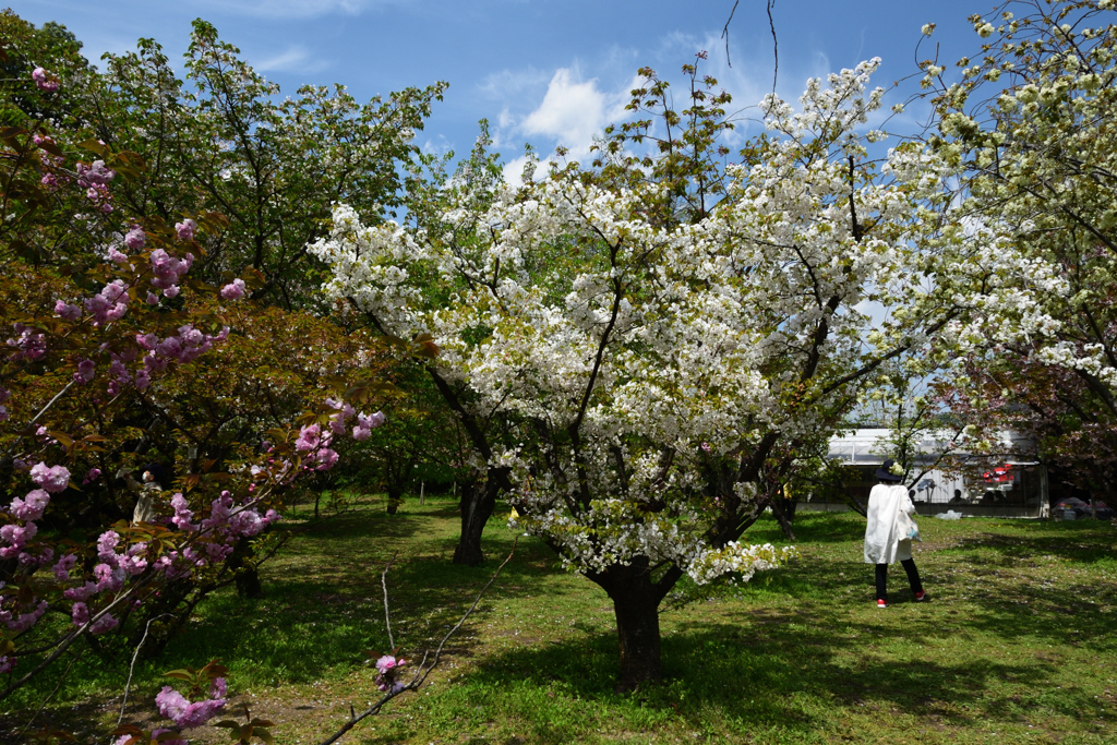 210408a京都植物園13