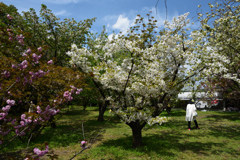 210408a京都植物園13