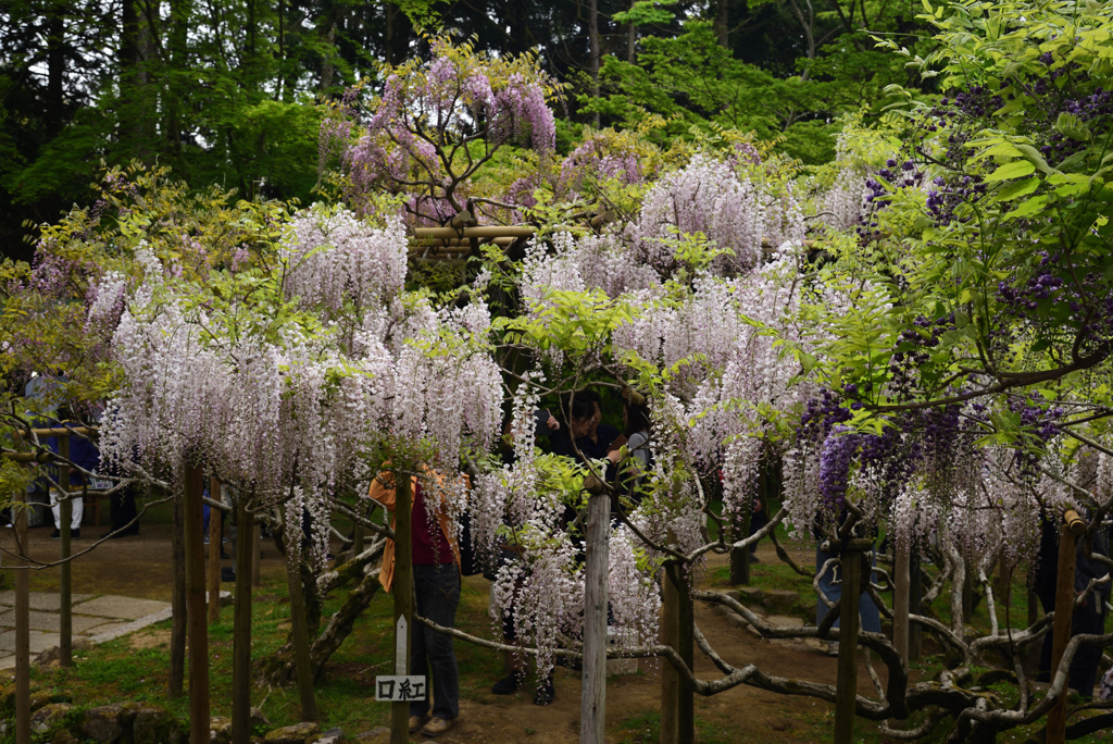 190428b萬葉植物園42