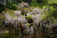 190428b萬葉植物園42