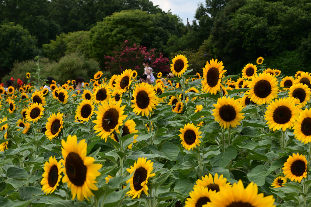210808馬見丘陵公園24