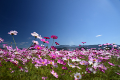 221021a藤原宮跡10