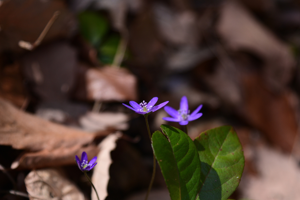 220316a市大植物園05