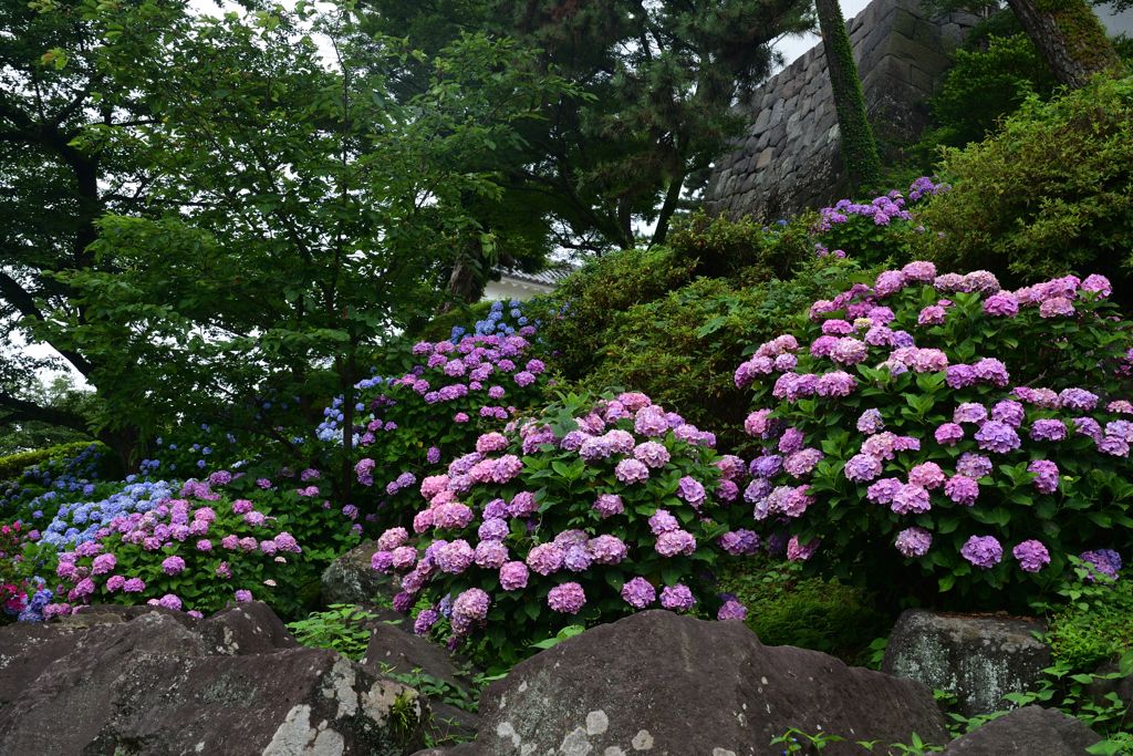 230623g小田原城96