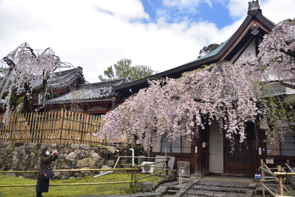 200329b氷室神社14