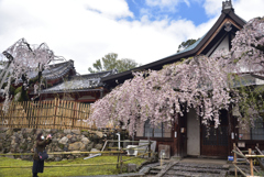 200329b氷室神社14