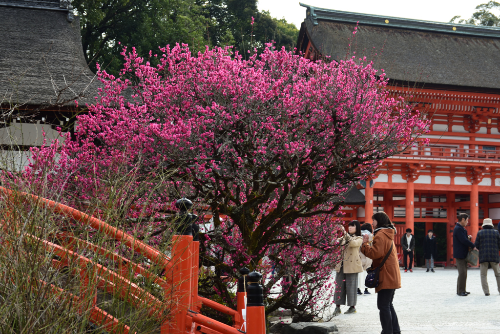 190222b下鴨神社07