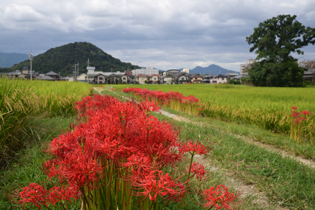 220921a本薬師寺跡18
