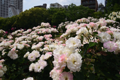 190517b靭公園16