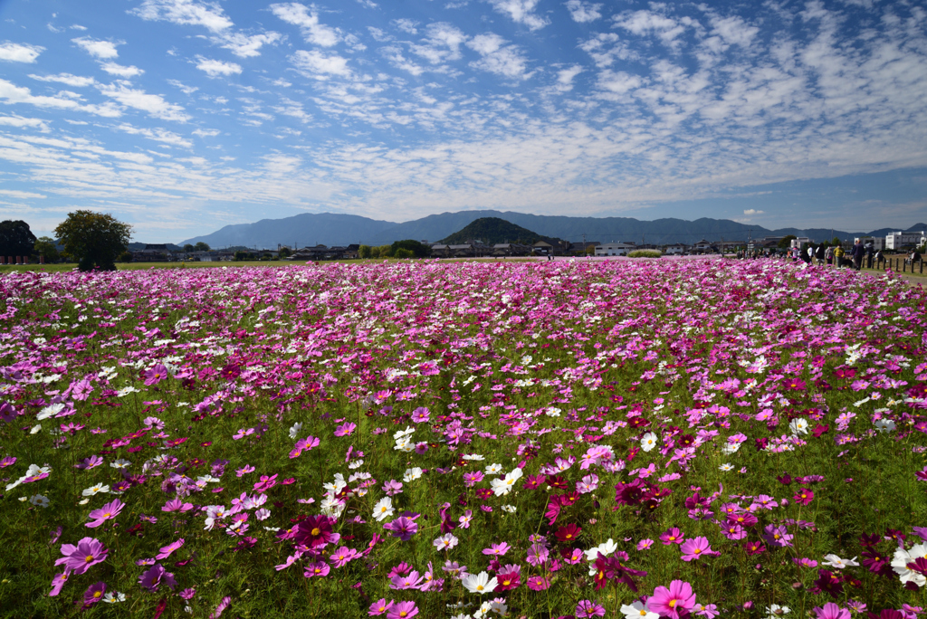 221021a藤原宮跡26