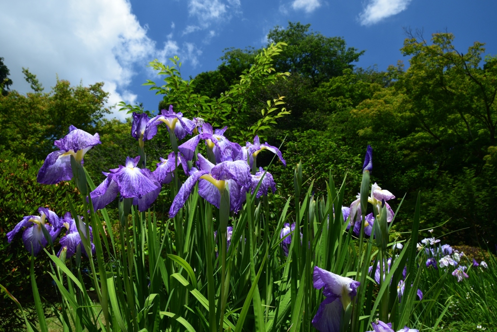 180607a法金剛院27