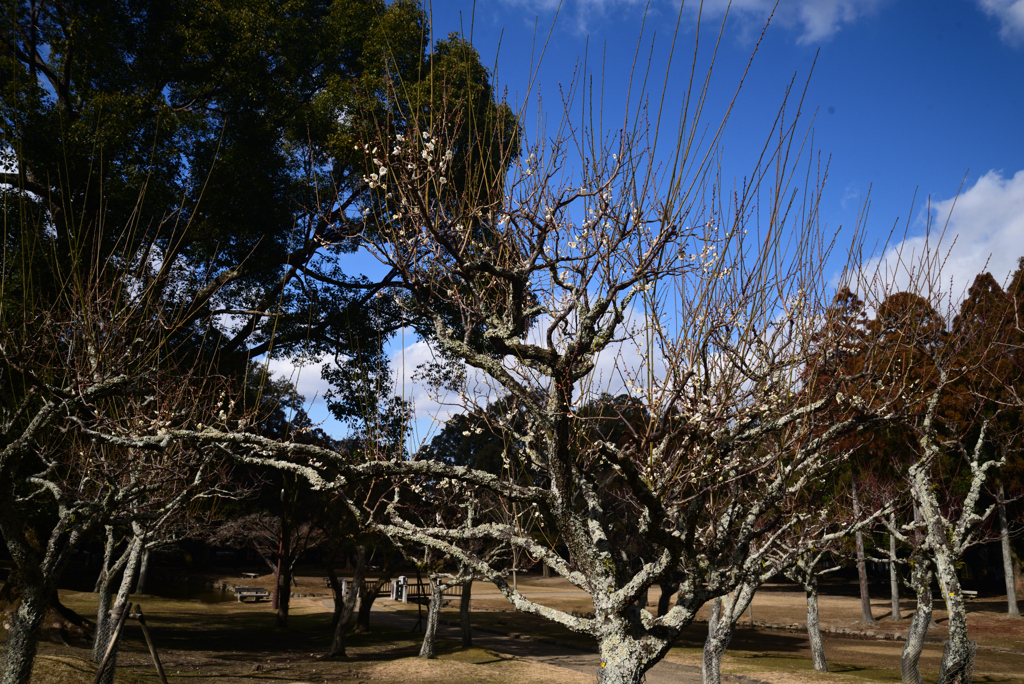 230126a奈良公園08